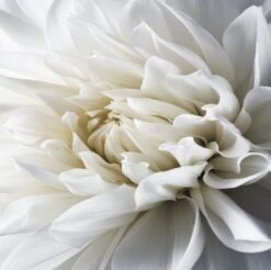 Tegelsticker Dahlia 15x15cm