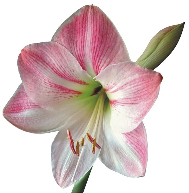 Tegelsticker Lelie 15x15cm 1 Tegelsticker Lelie 15x15cm