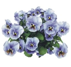 Tegelsticker Violen 15x15cm