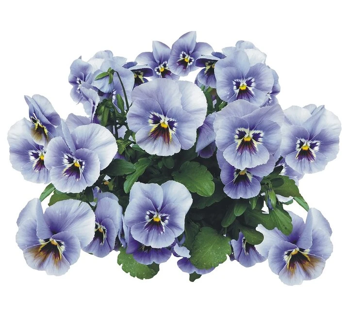 Tegelsticker Violen 15x15cm 1 Tegelsticker Violen 15x15cm