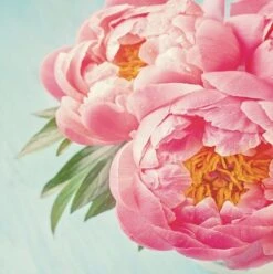 Tegelsticker Pioenroos 15x15cm