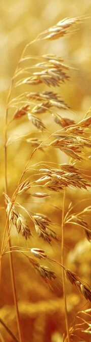 SALE: Deursticker Graan 45x205cm (BxL)
