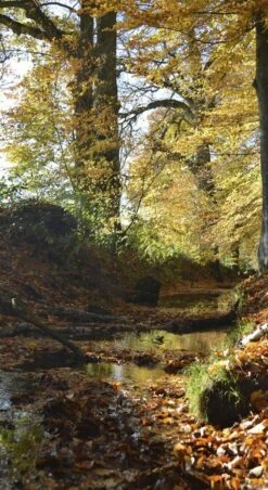 SALE: Deursticker Beekje Met Bladeren 90x200cm