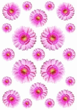 Autostickers Gerbera Roze