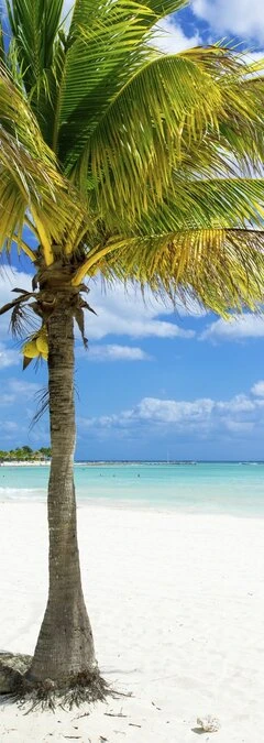 SALE: Deursticker Palmboom 50x205cm (BxL)